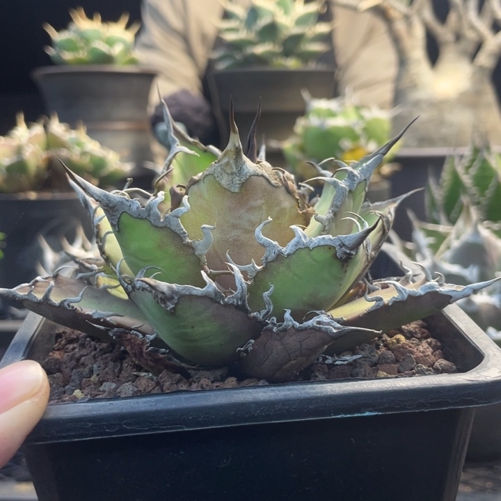 【闪购商品】凱撒 888888