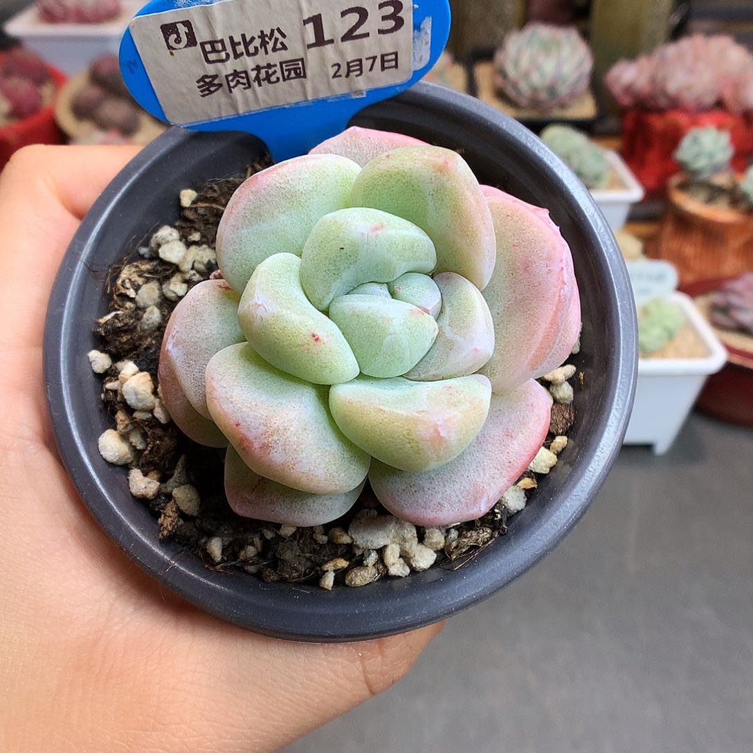 123阴阳脸冰玉石化多肉植物