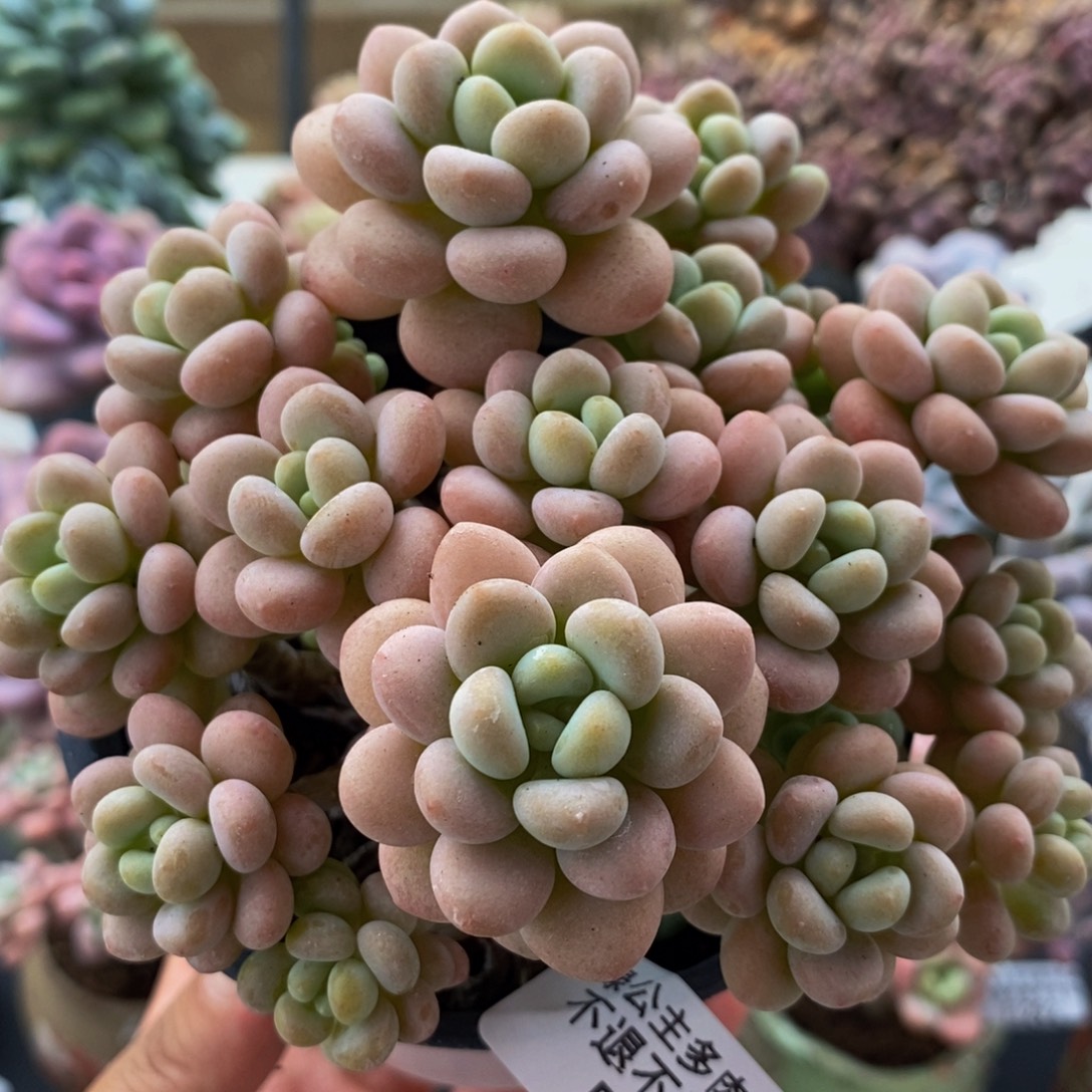 279洛可可10cm多肉