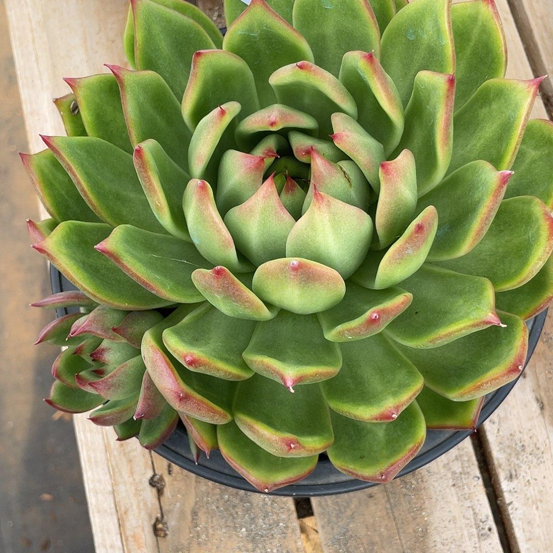 若如东云单拍A587