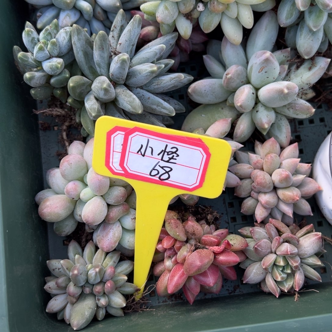 小***兽小怪68。            