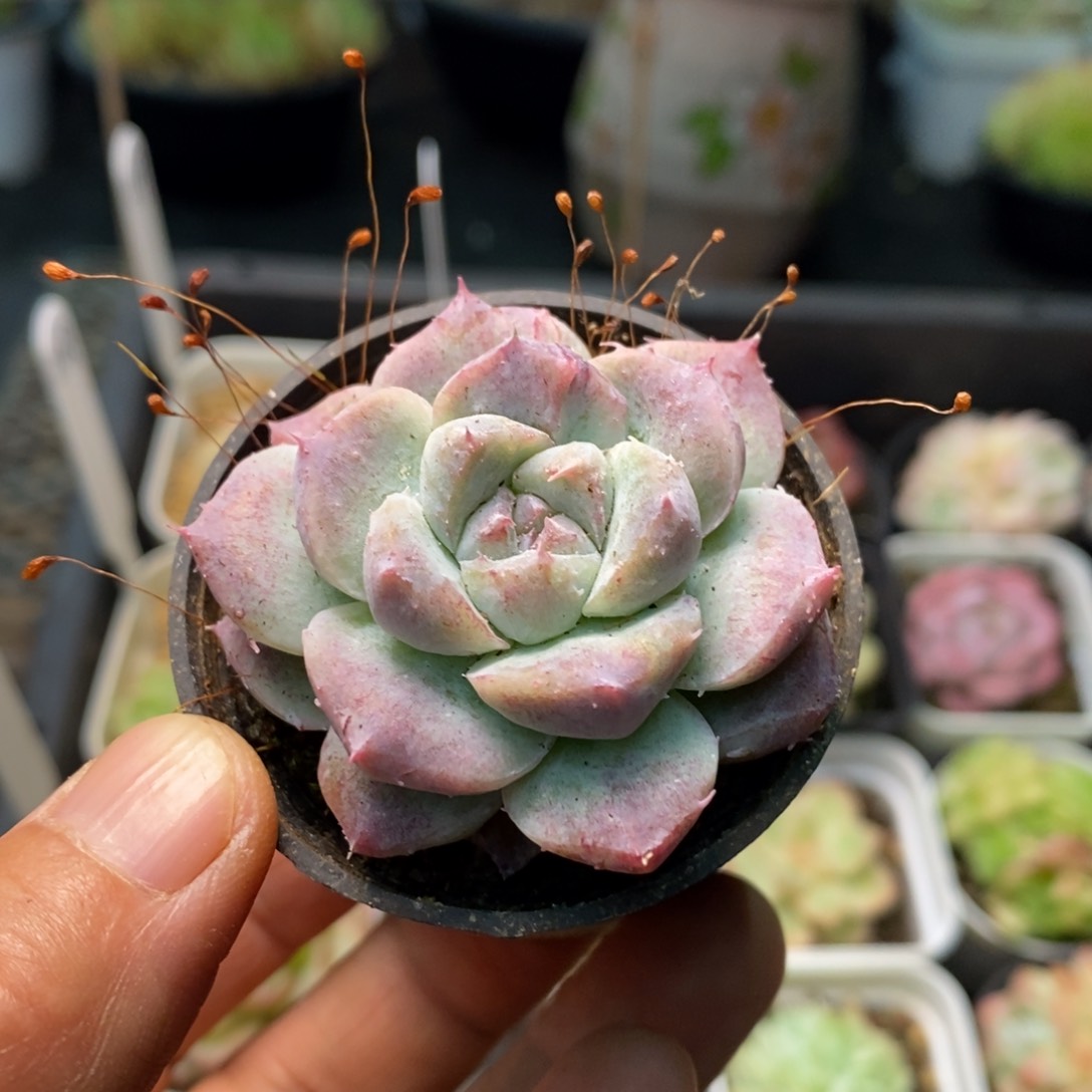 精品多肉一物一拍不包整165
