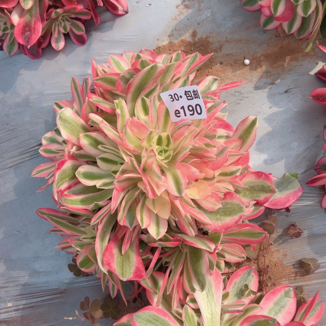 190女巫多肉法师