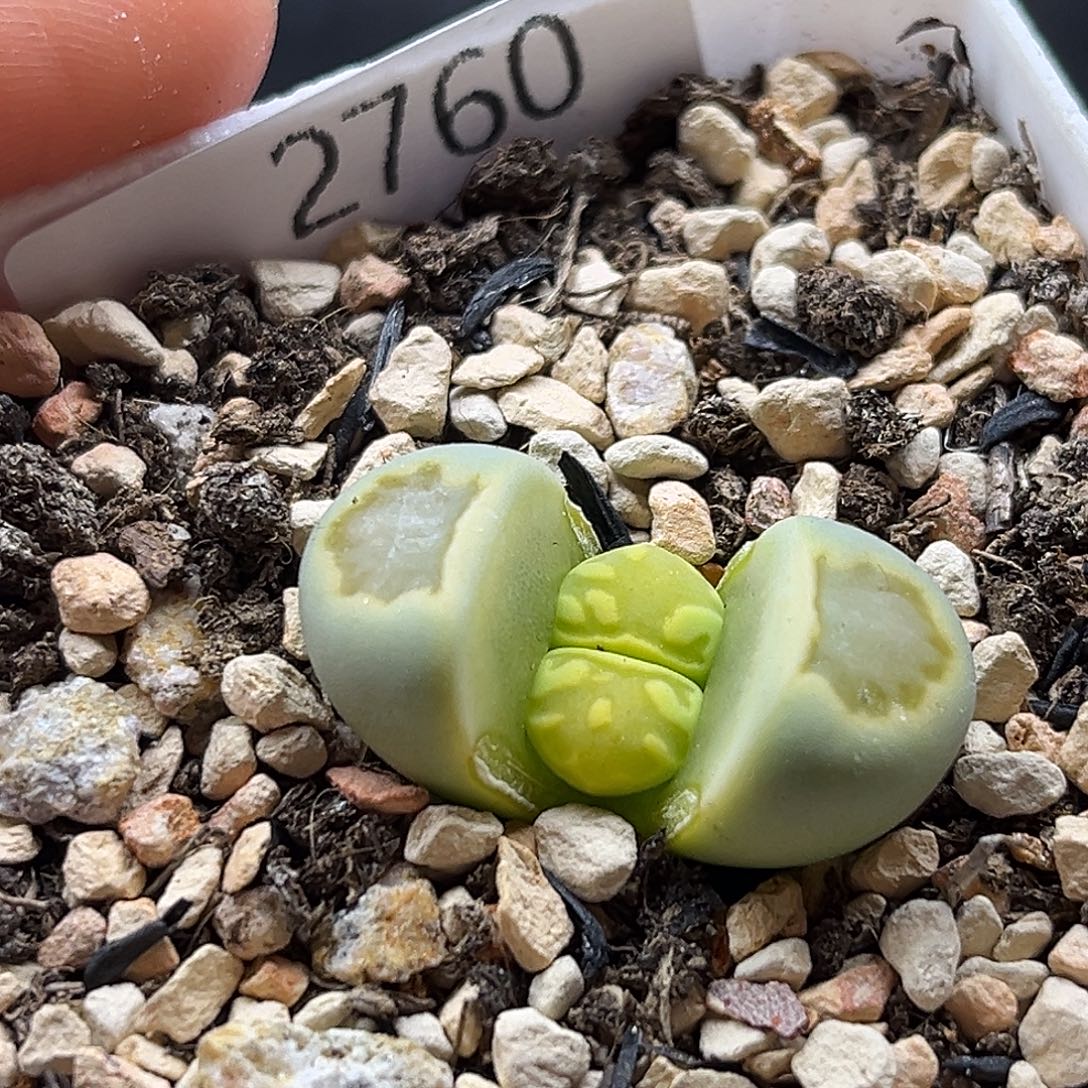 一物一拍绿菊2760特价