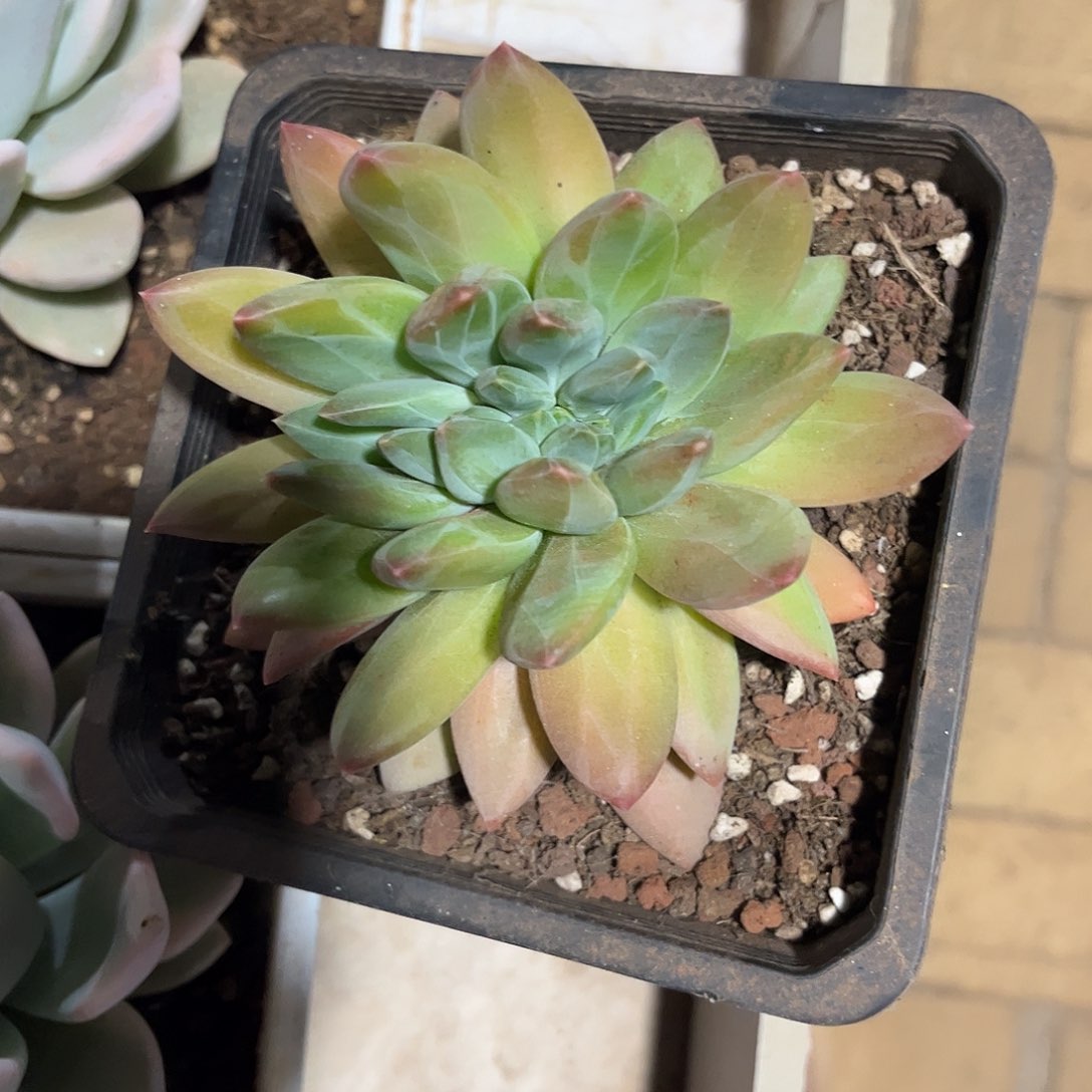 寄养链接的肉肉的肉肉