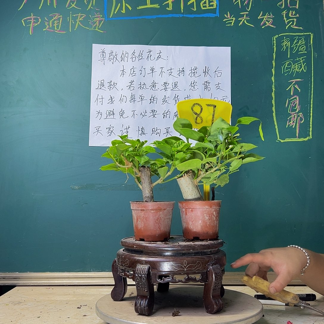 当前无花栽培后可以开花盲盒掌中宝 安格斯掌中宝 87