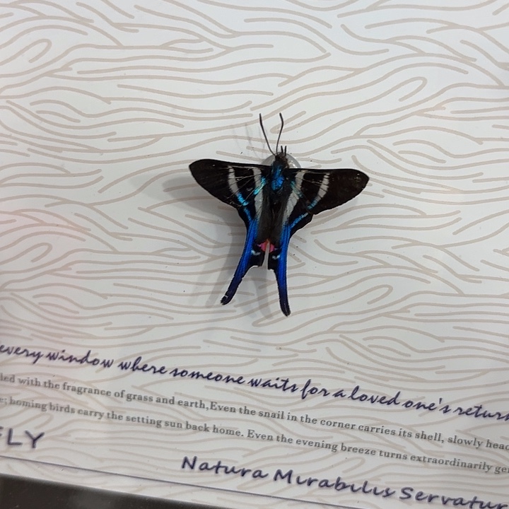 壹***、蝴蝶标本定制214@