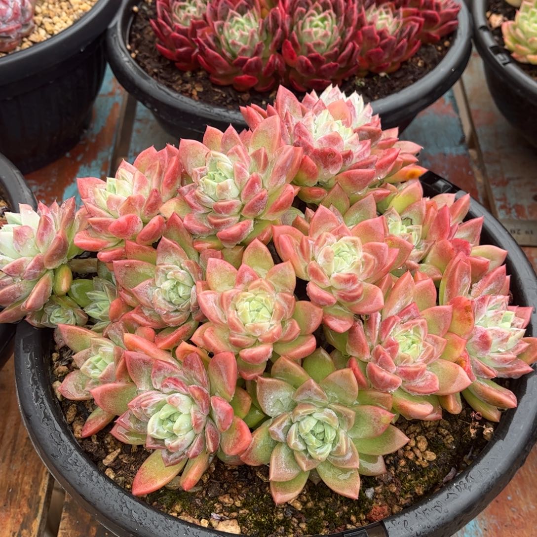 精品东云杂一物一拍