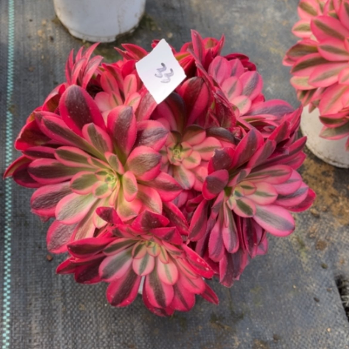 【闪购商品】33美杜莎绣球多肉法师