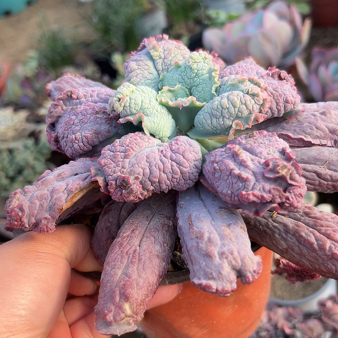 多肉植物狂野男爵