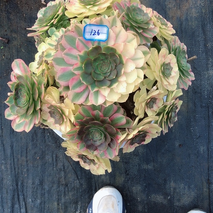 126雨荷多肉法师