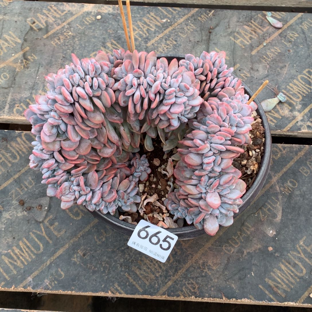 665粉兔缀化多肉植物