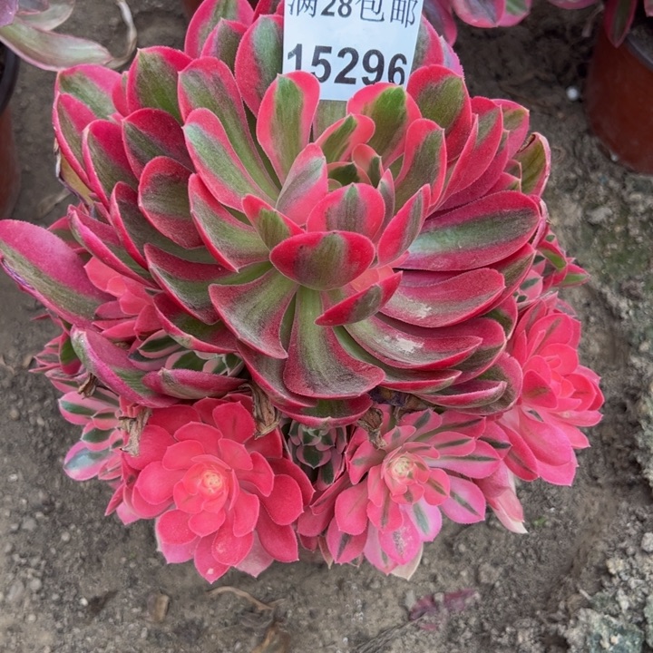 15296女巫多肉植物