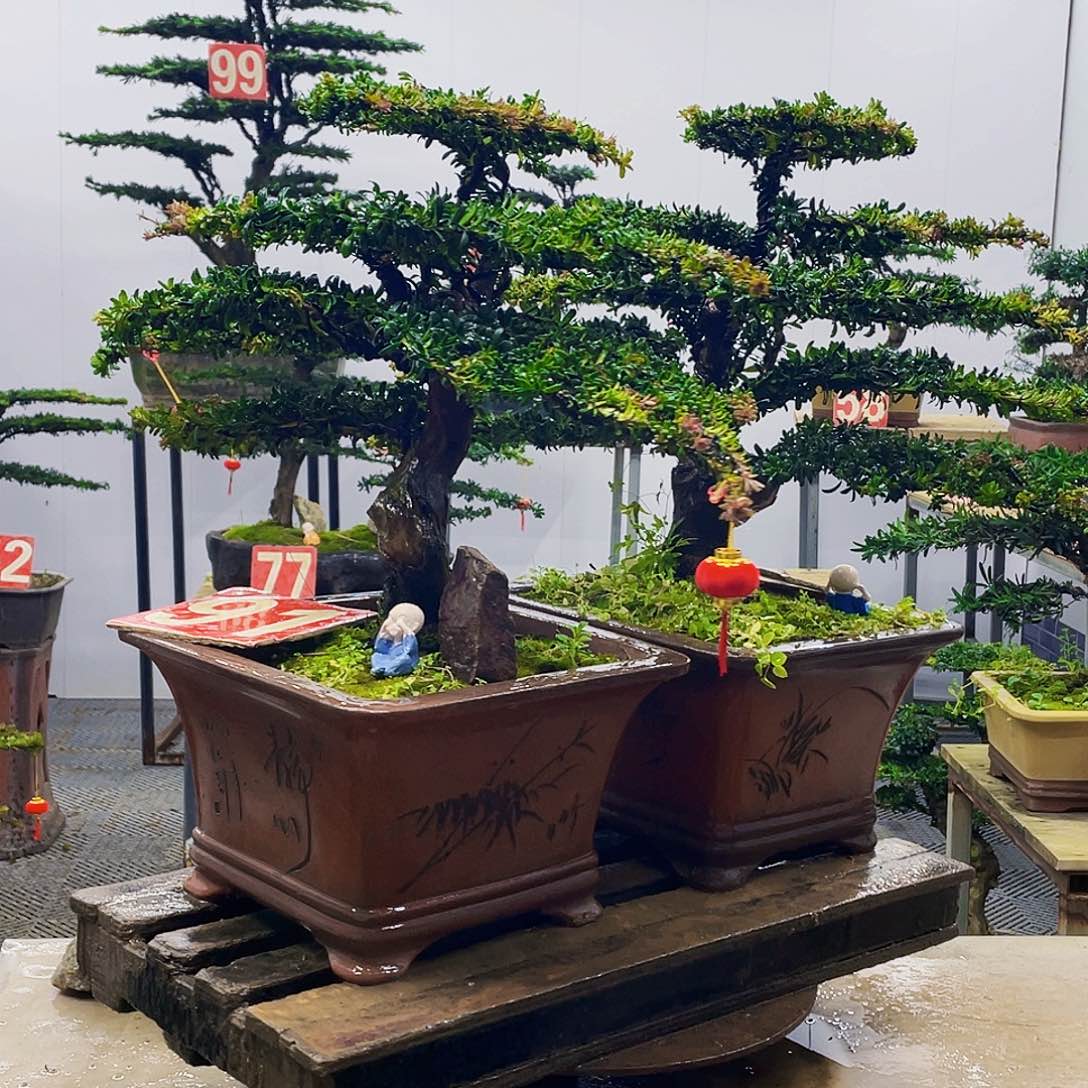 无花朵罗汉松红芽