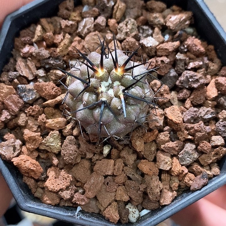 孤品实生优选黑粗刺孤龙丸2.3cm仙人球