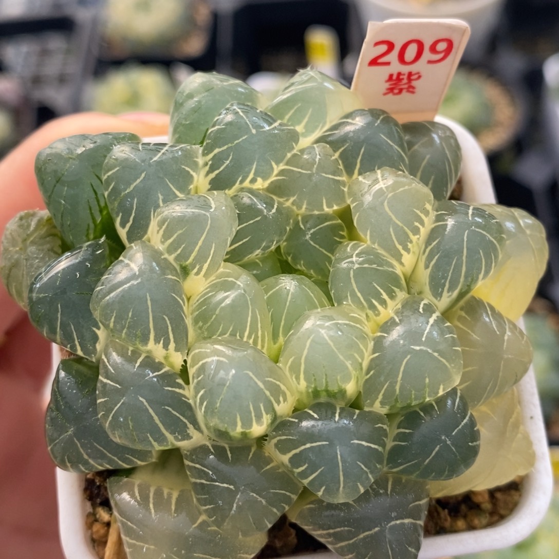 不开花植物209玉露