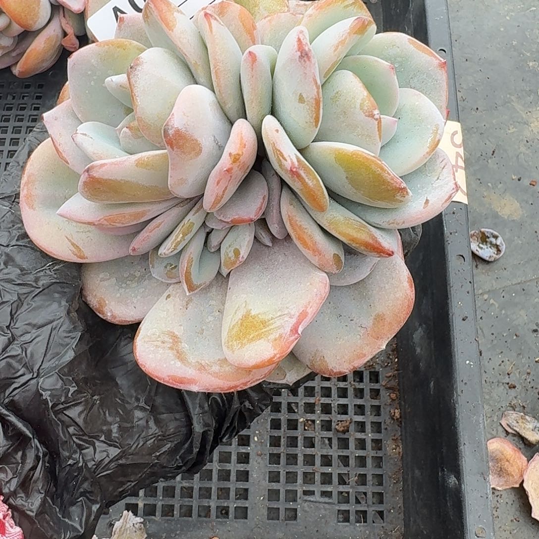 A041 多肉 售后范围：签收起7天内