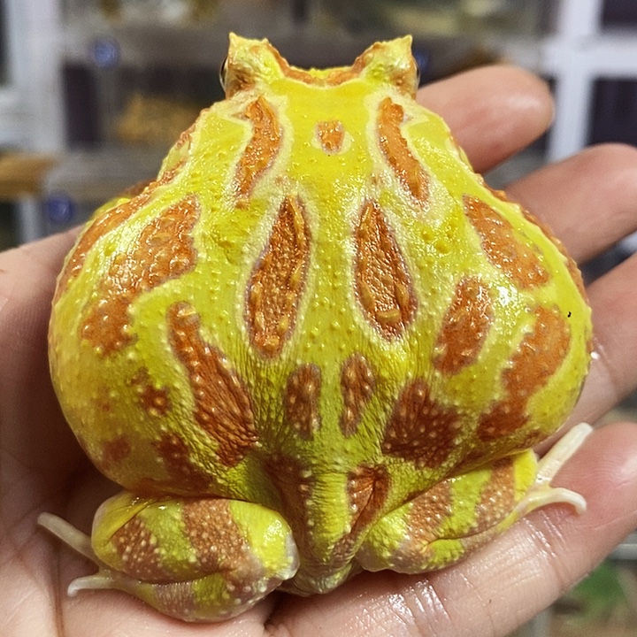 角蛙587号黄金角蛙