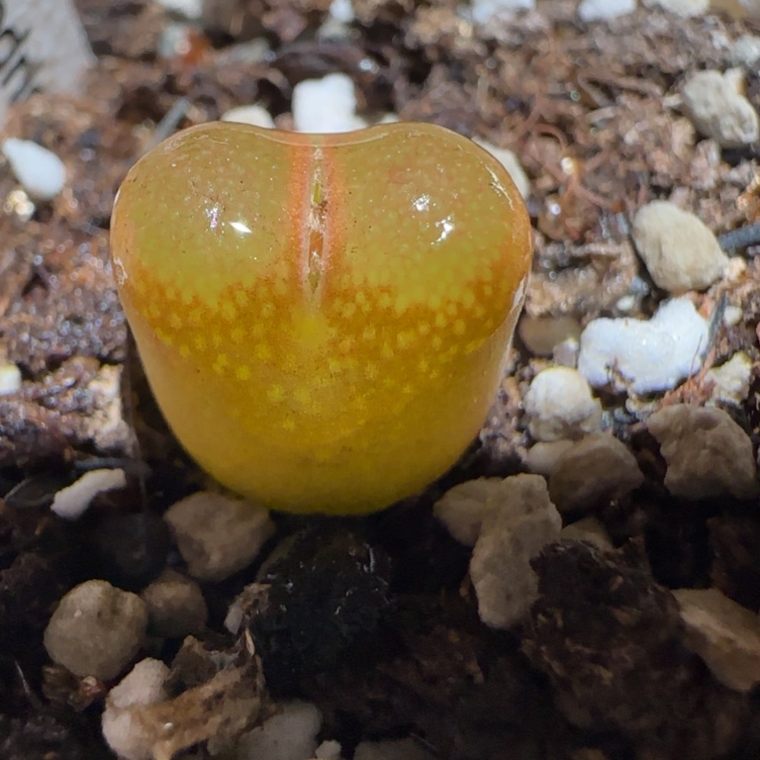 肉锥多肉植物百科-6km风铃473