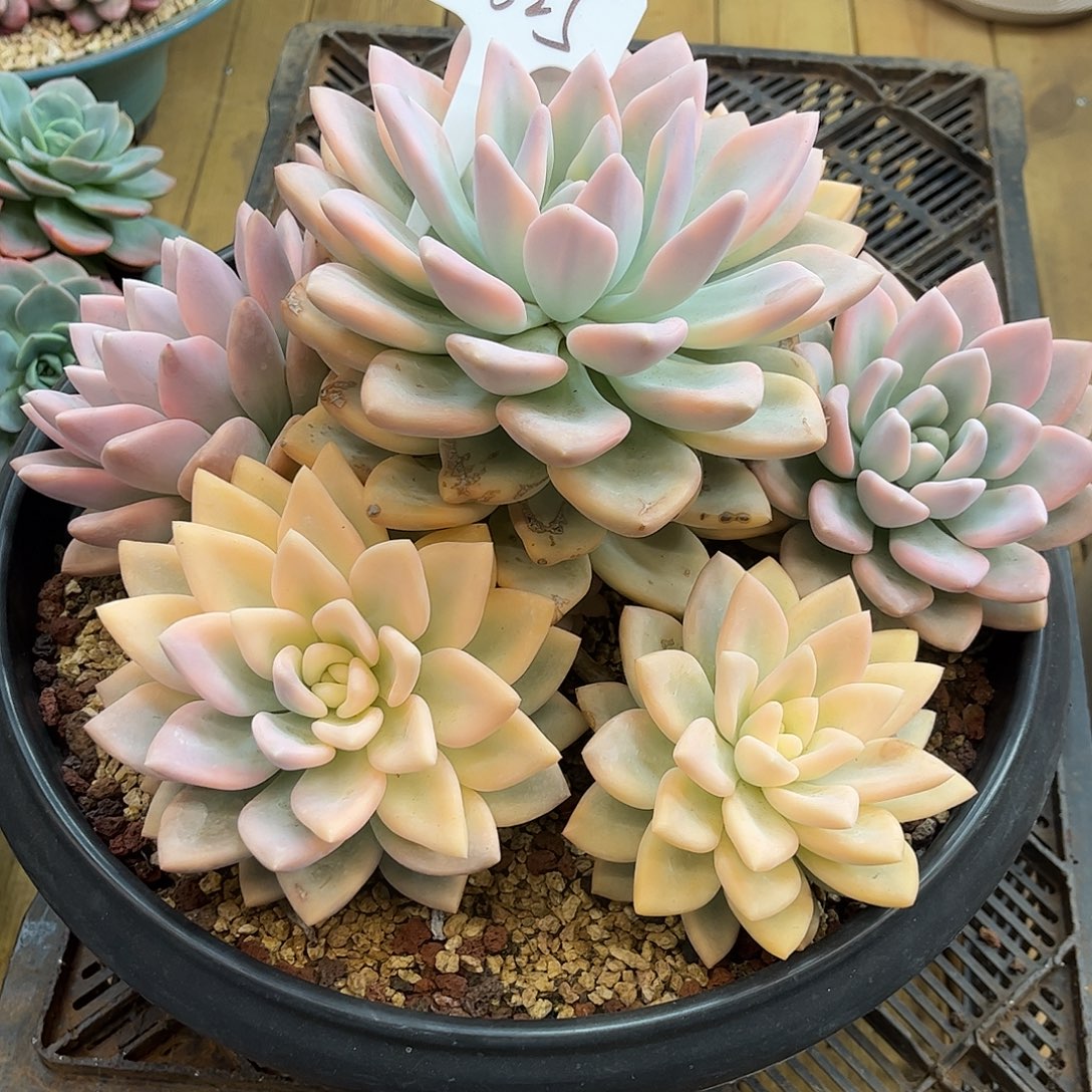 懒***2625奥普锦。         