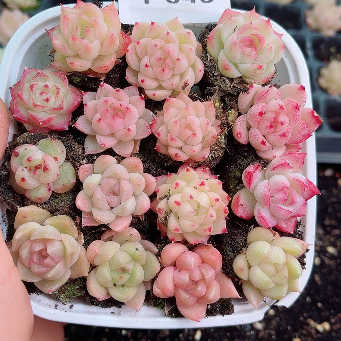 1-645 新疆西藏内蒙零度以下拍保温箱不拍不包损