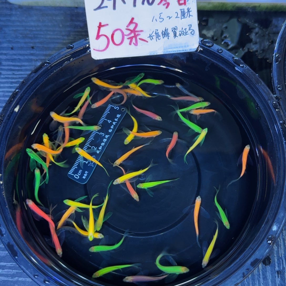 斑马鱼29.9元1.5-2厘米50条（其中5条备损）