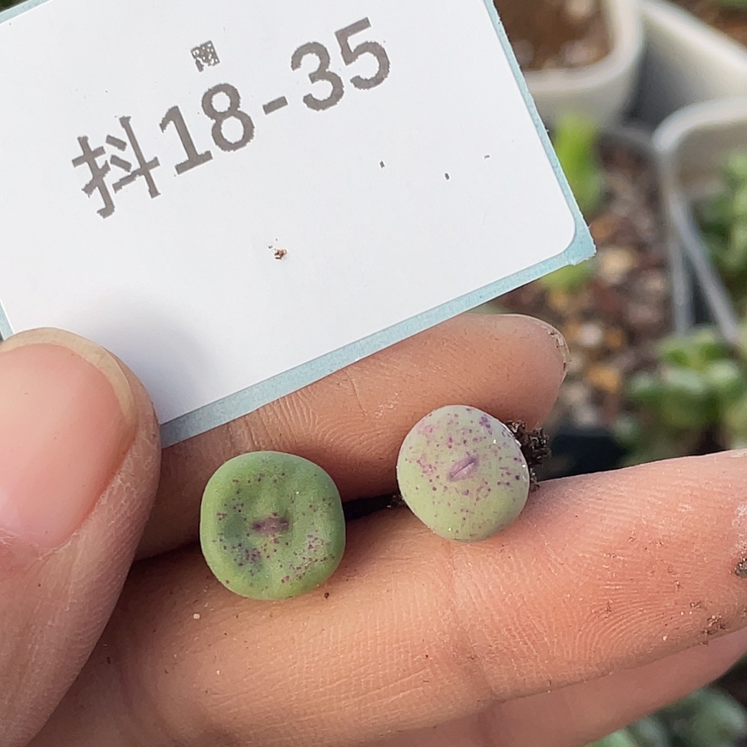 四***月18-35肉锥多肉植物