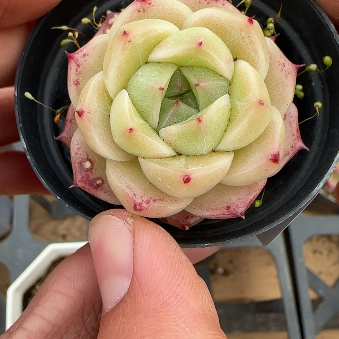 一物一拍麦秆珍妮07173