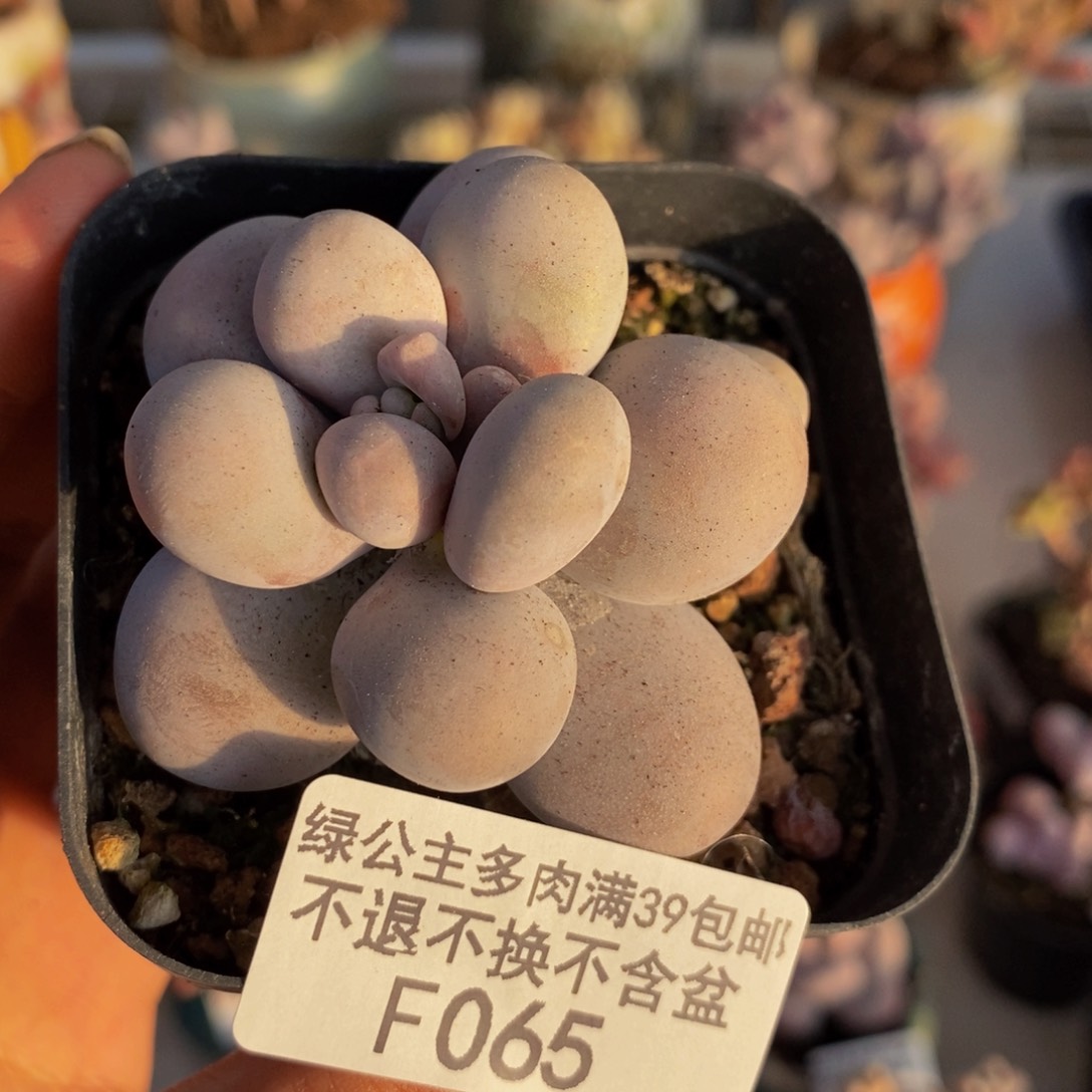 065芭比奶多肉5c m