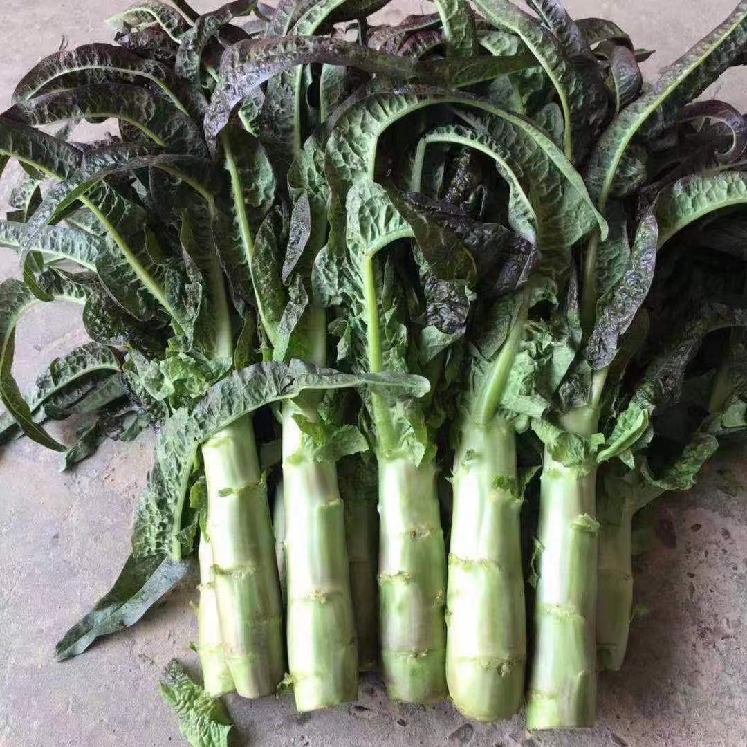 紫叶小香莴笋露天种植现摘现发当季新鲜火锅时令蔬菜莴苣