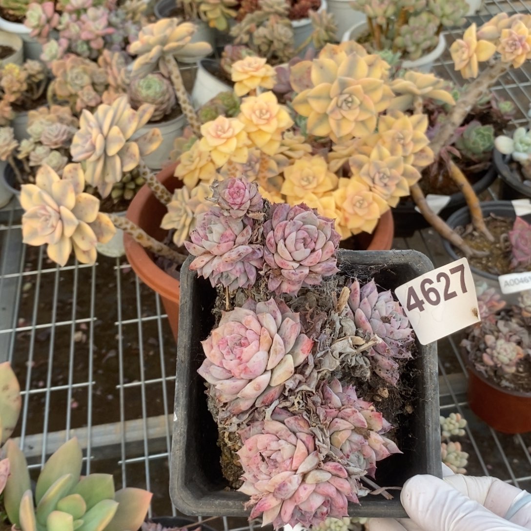 4627粉水晶一物一拍