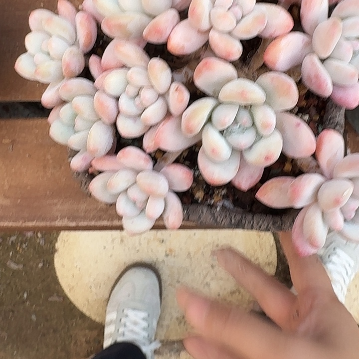 多肉植物香水多肉植物