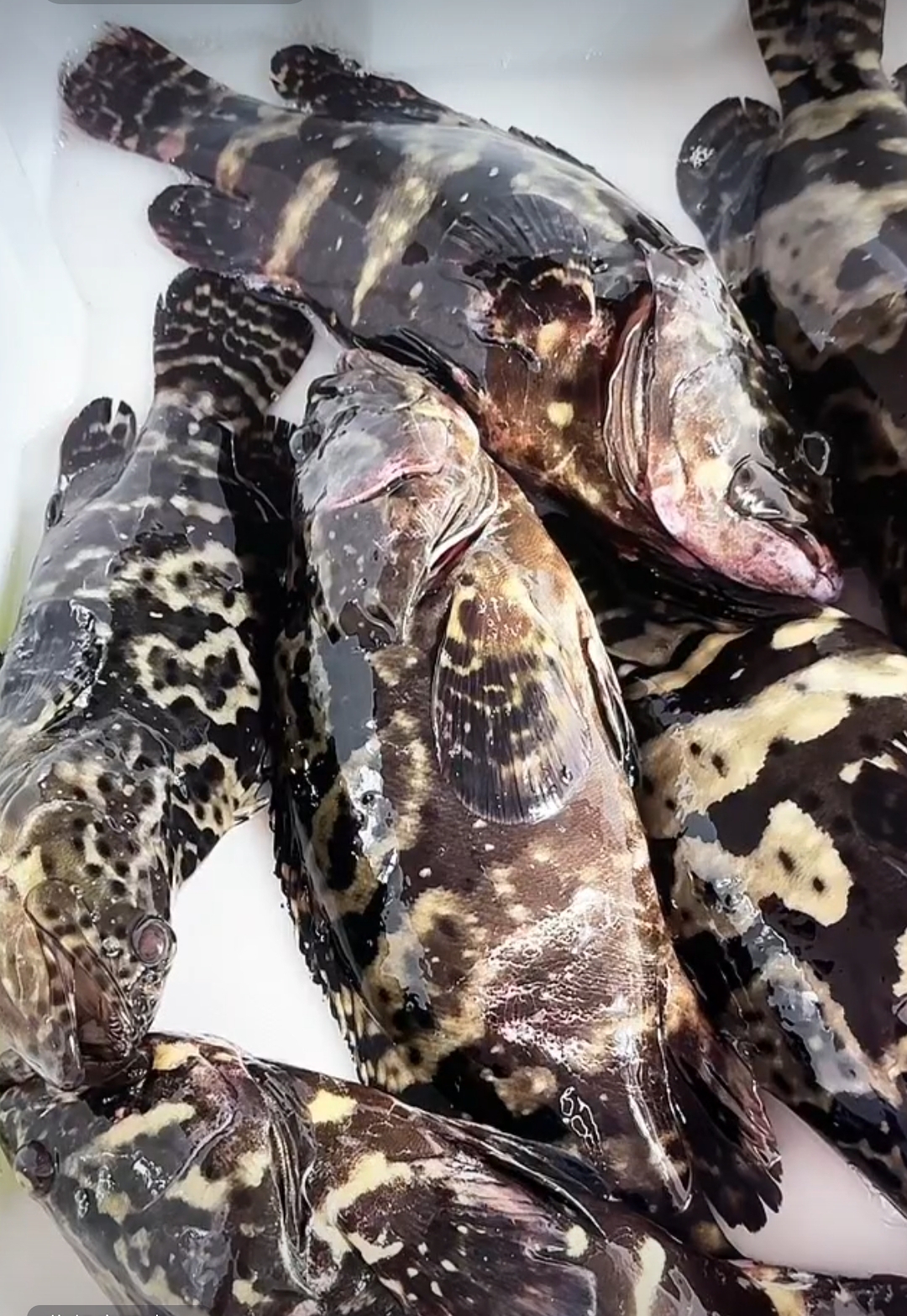 石斑鱼 顺丰包邮