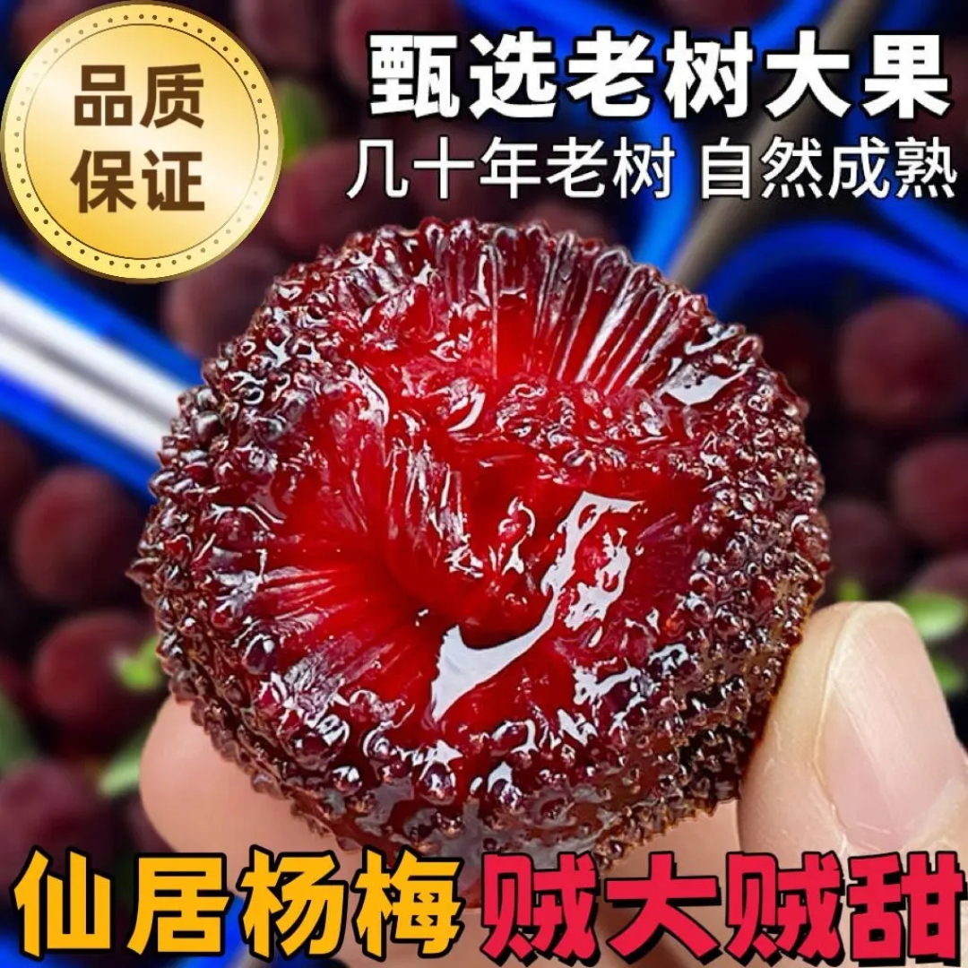 【正宗仙居东魁杨梅】10A大果东魁杨梅 现采现发氮气颗粒包装25-30g