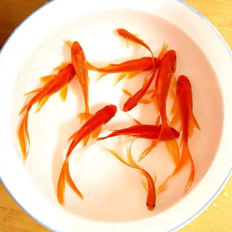 【烈焰红草金】包邮3-5cm烈焰草金金鱼观赏鱼好养耐活可爱淡水鱼