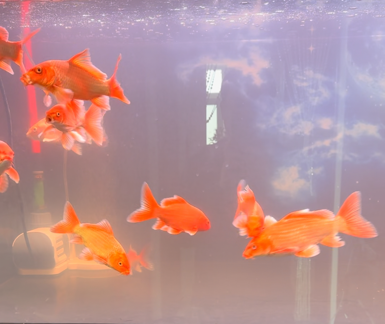 精品蝴蝶鲤——直播间一物一拍（以直播间实物为准）