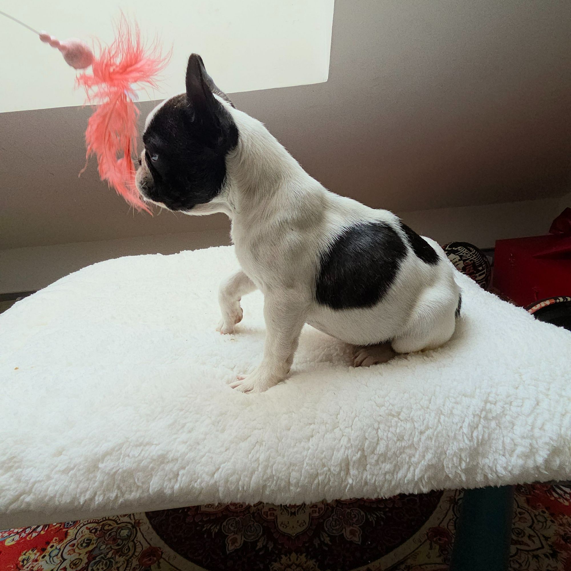 精品黑白花法斗幼犬