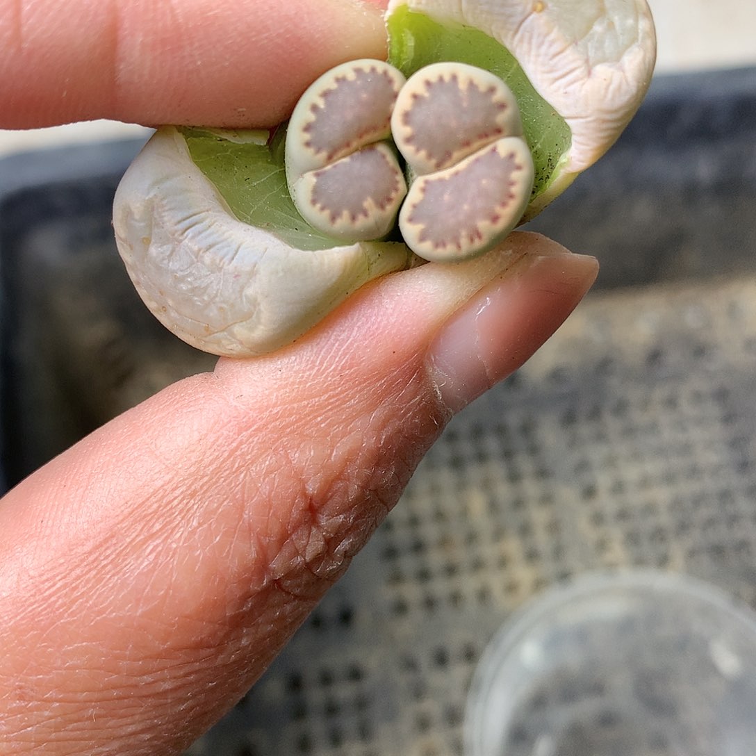 D281多肉植物保护研究所