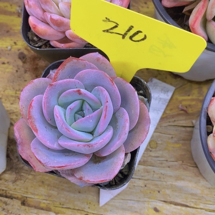 廖**辰开心多肉植物多肉