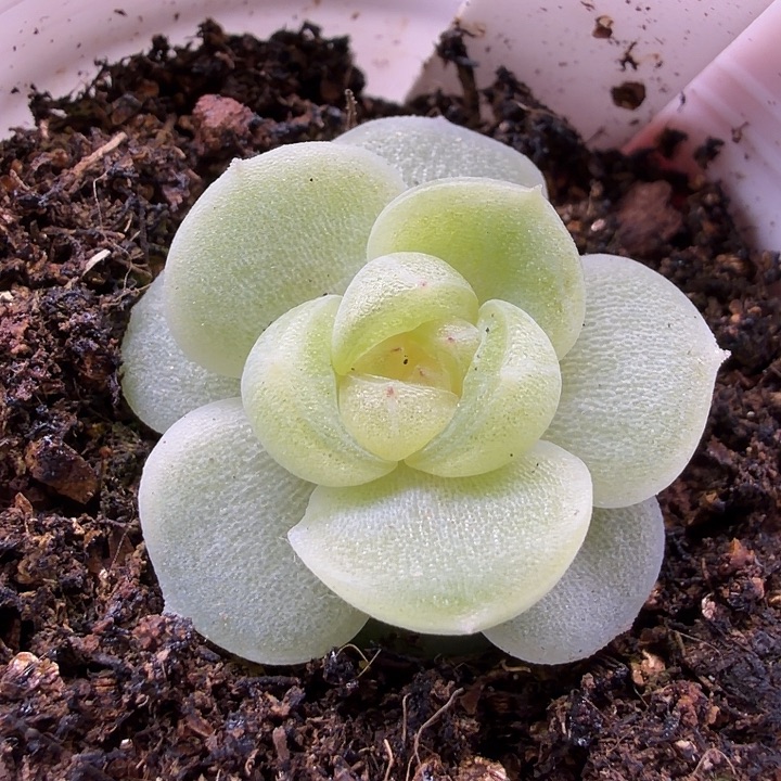 流光五公分盆口哈