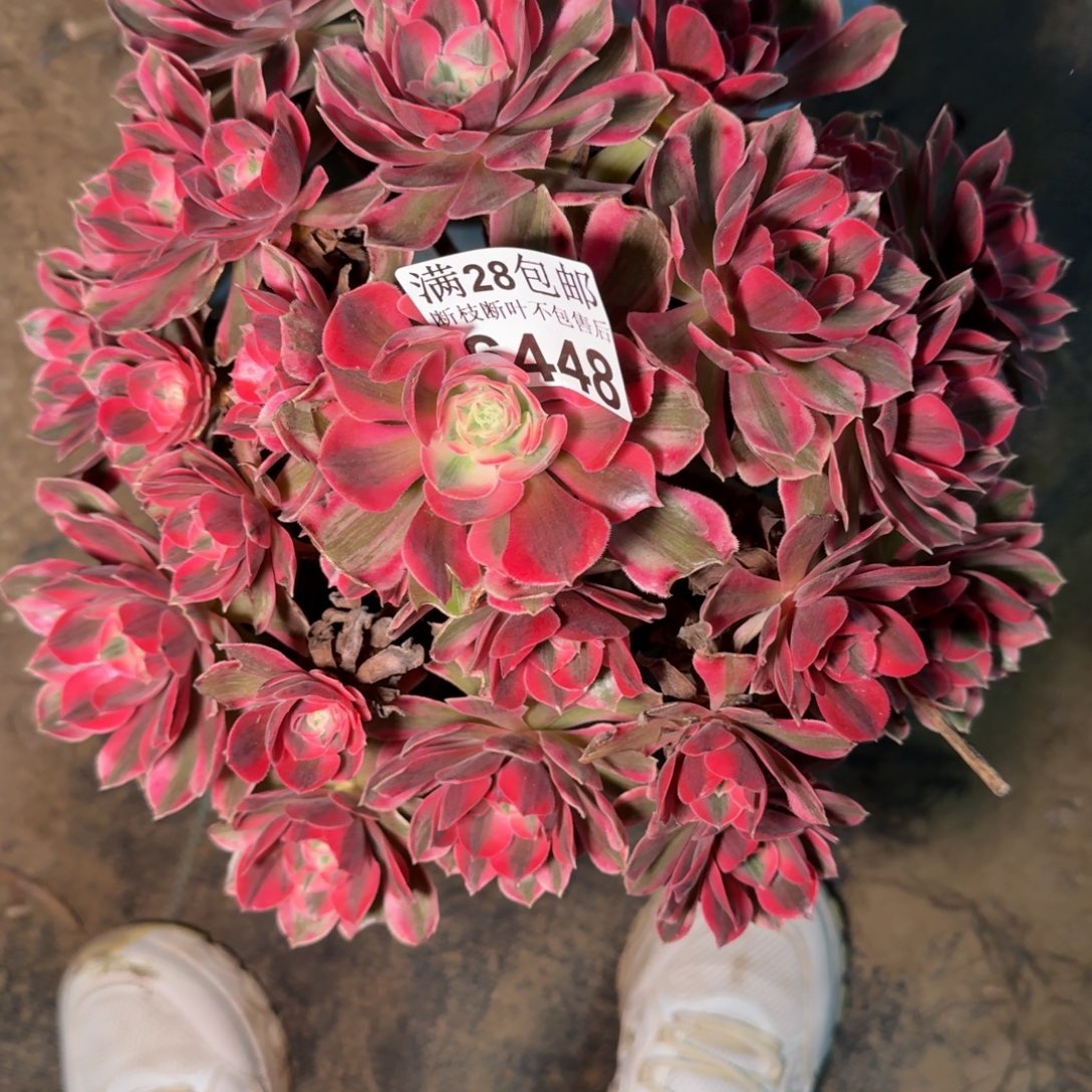 6448女妖多肉植物