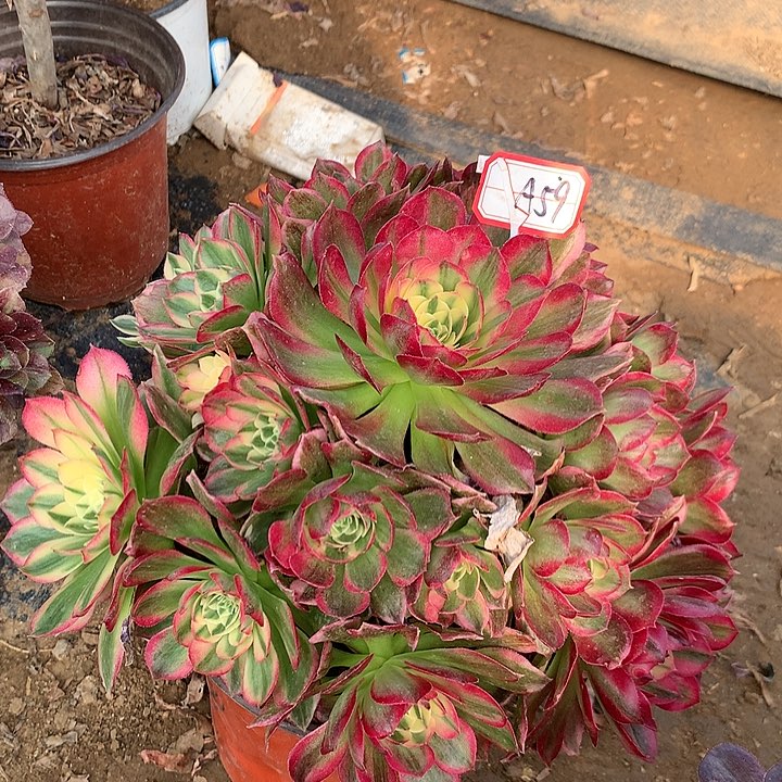 多肉植物海王59号