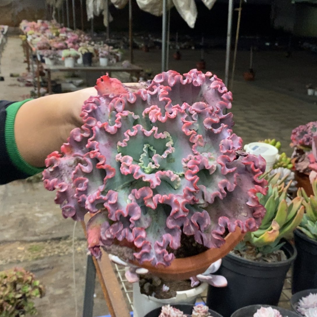 女王花笠大单头老桩