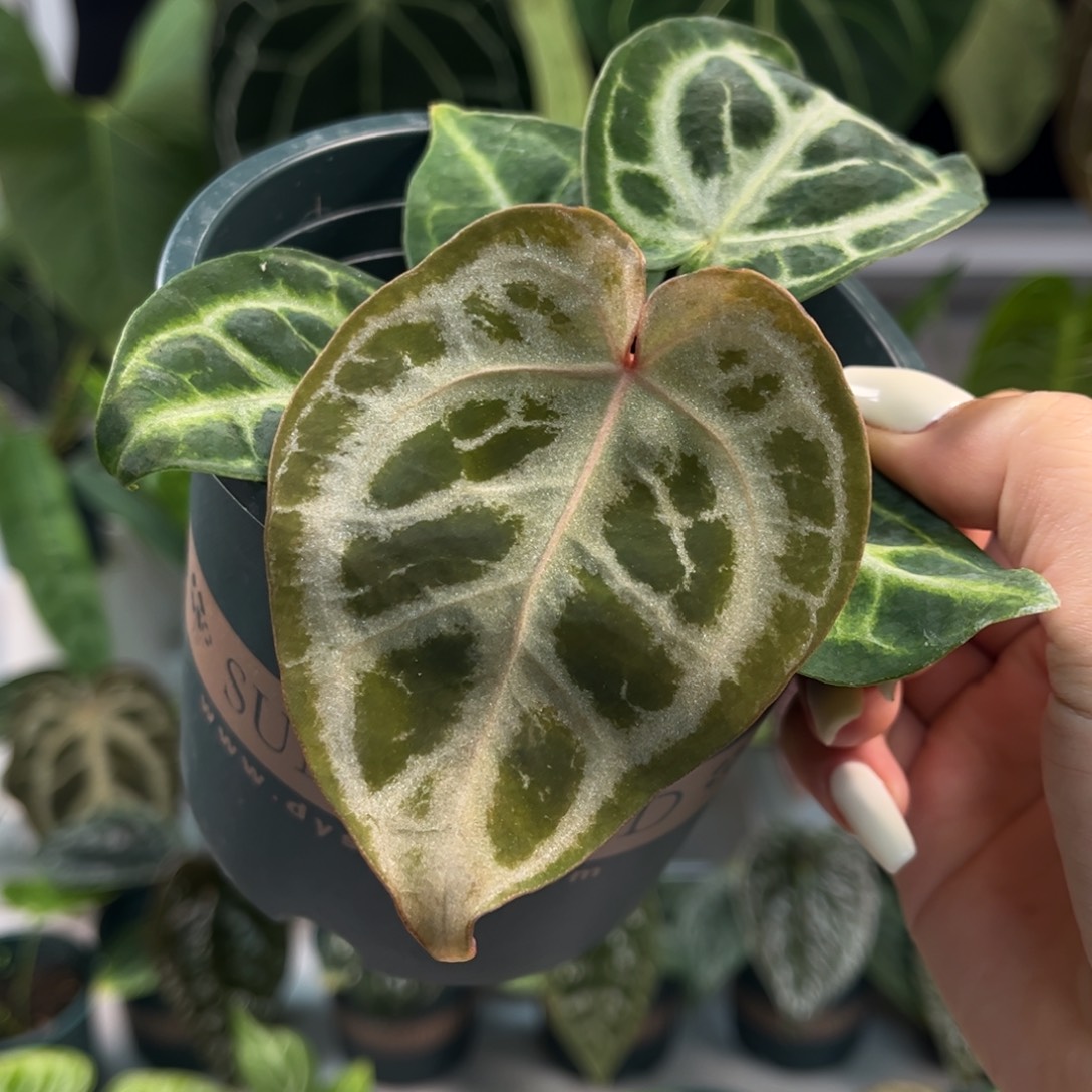 不开花植物银银红（65