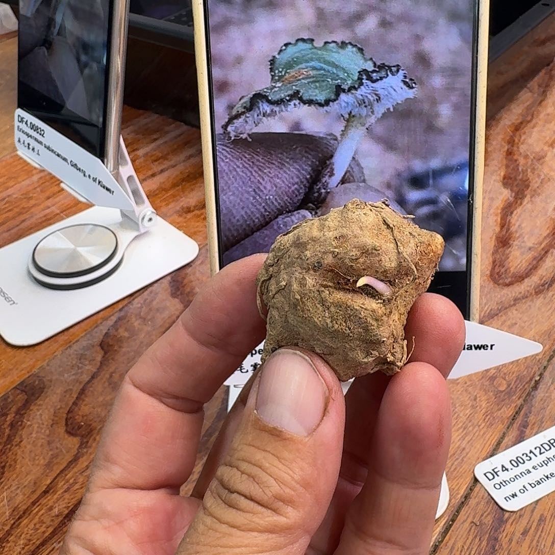 灰毛雾冰玉1-1-5一个