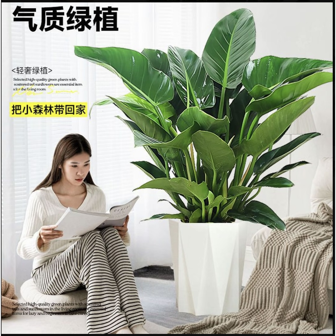 【顺丰送货上门】金钻绿公主70CM-80CM大型绿植盆栽客厅室内落地高