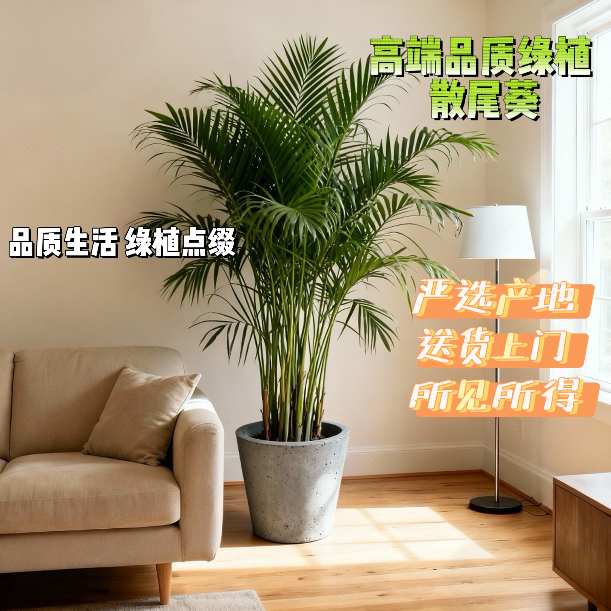 高端网红绿植散尾葵