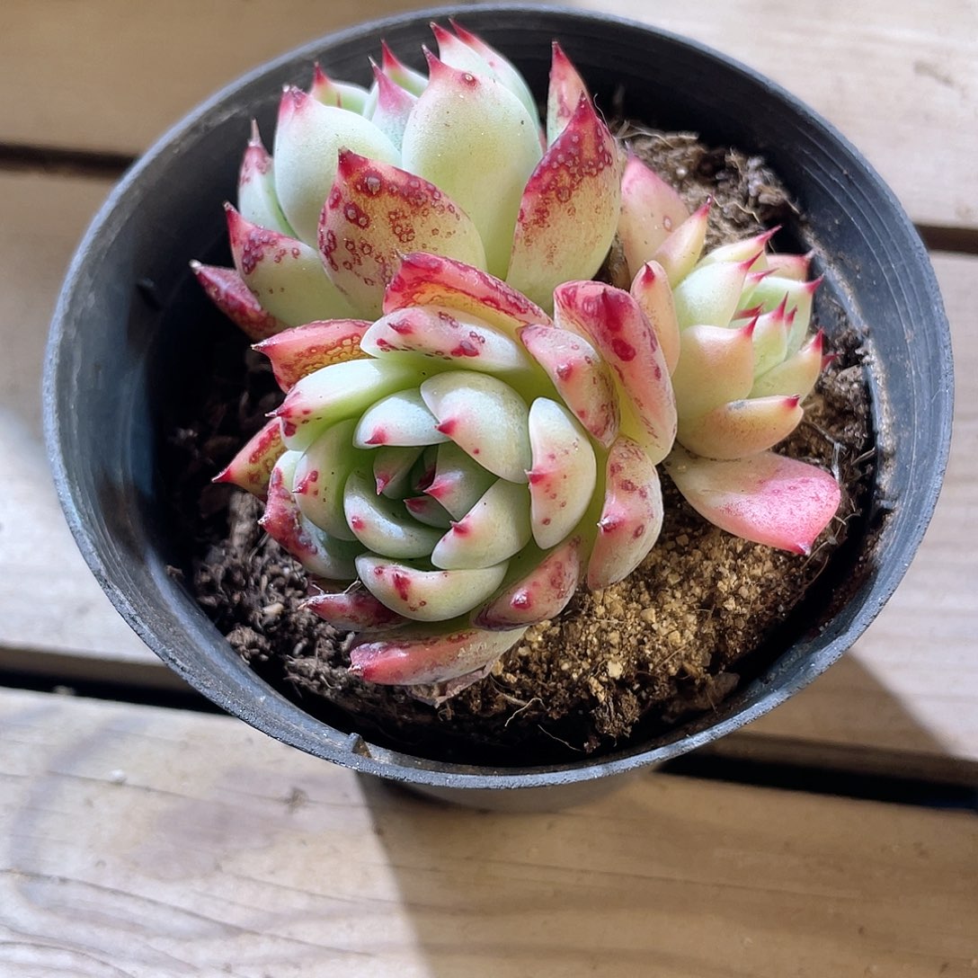 0705  水蜜桃  六月六