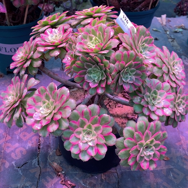 196糖衣炮弹多肉植物