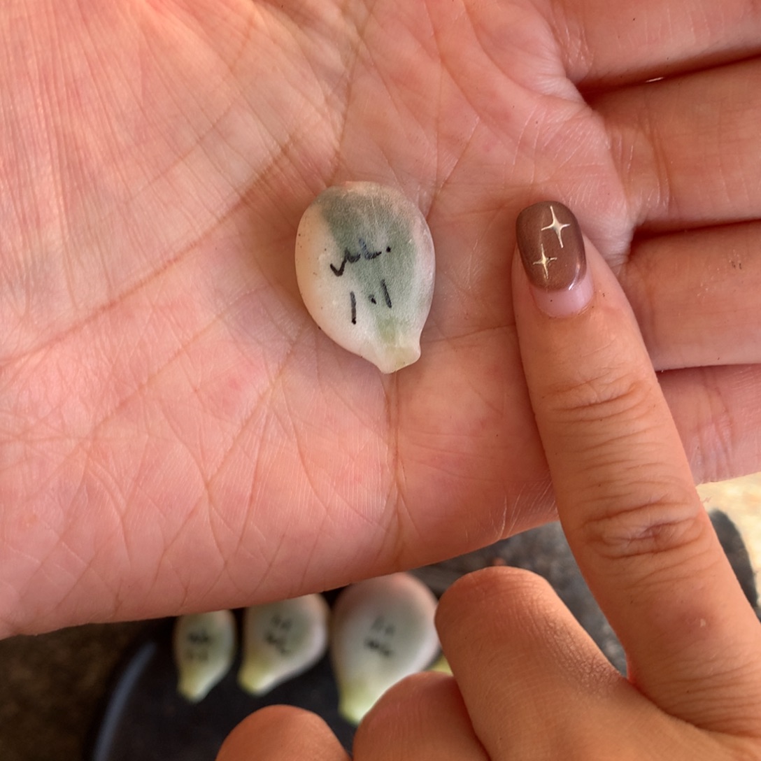 文乐 小书肉奶酪多肉 